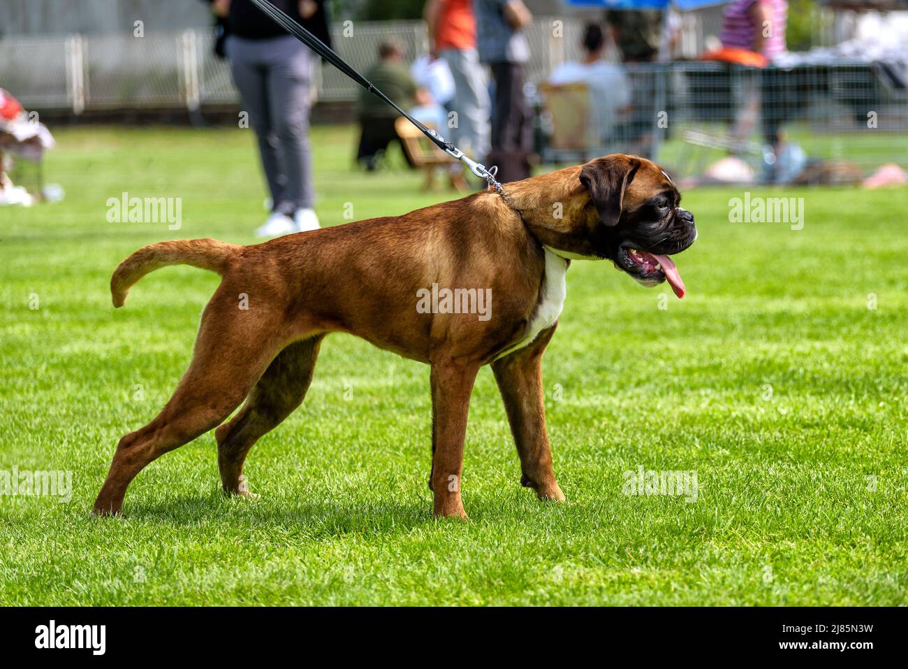 Tedesco Boxer cane allo spettacolo di cani Foto Stock