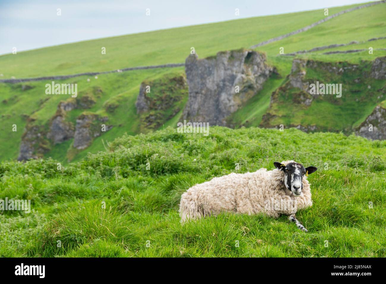 Derbyshire, Regno Unito – 5 aprile 2018: Una pecora al pascolo dura si trova prima di una vista rocciosa craggy Moorland nel Peak District National Park Foto Stock