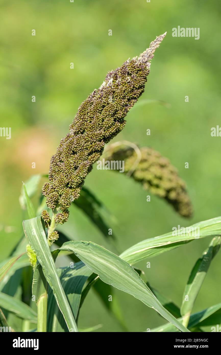 Setaria italica 'Hylander', Foxtail Millet. Miglio ornamentale. Foto Stock