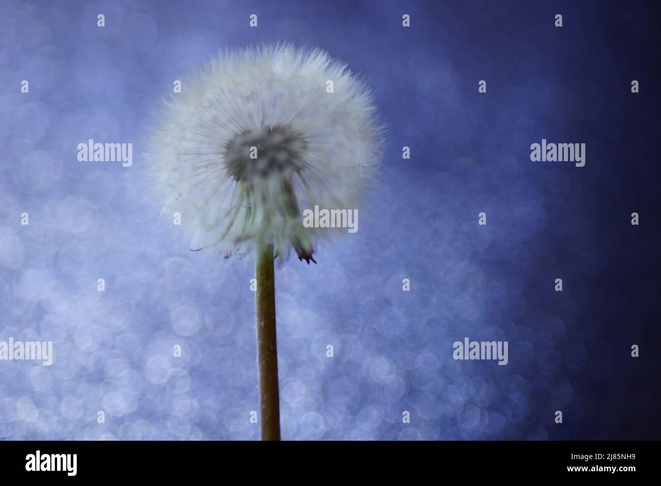 Soffice fiore di dente di leone su sfondo blu lucido, carta d'arte. Foto Stock