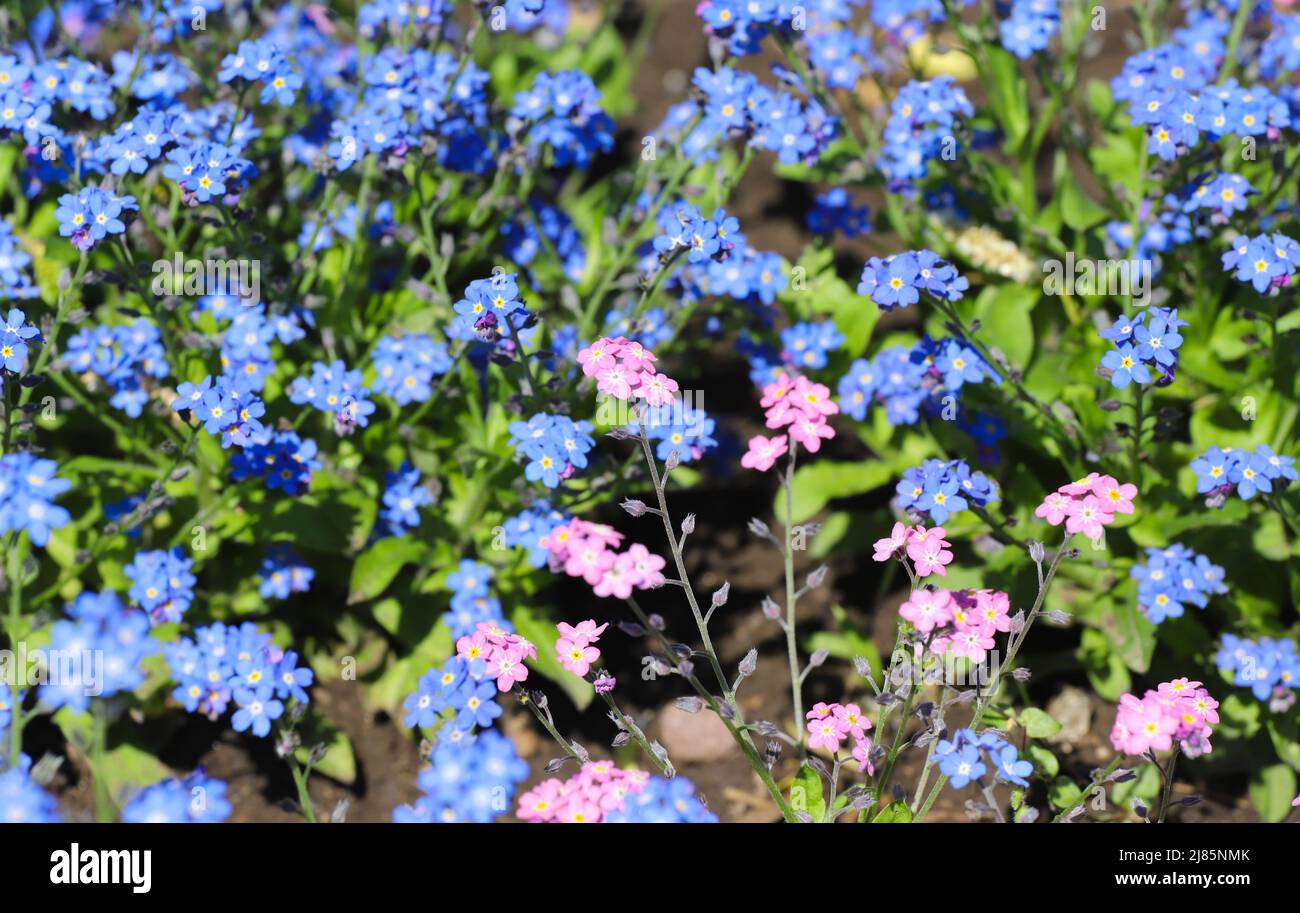 Dimentica-me-non blu e fiori rosa Foto Stock