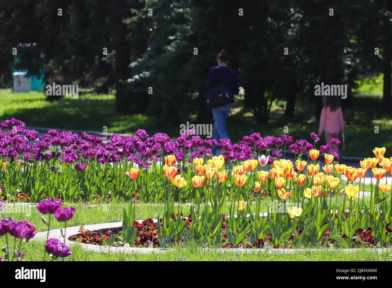 Tulipani primavera colorati all'aperto alla luce del sole Foto Stock