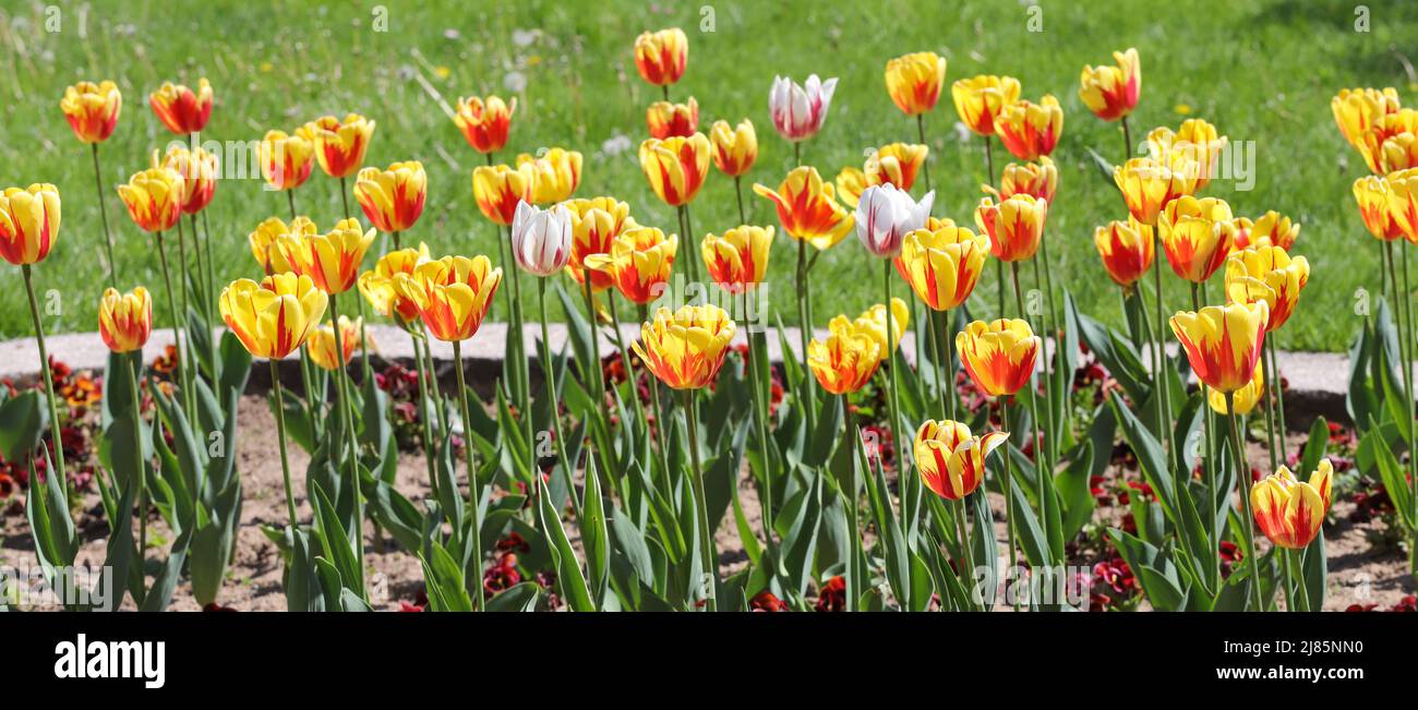 Tulipani primavera colorati all'aperto alla luce del sole Foto Stock