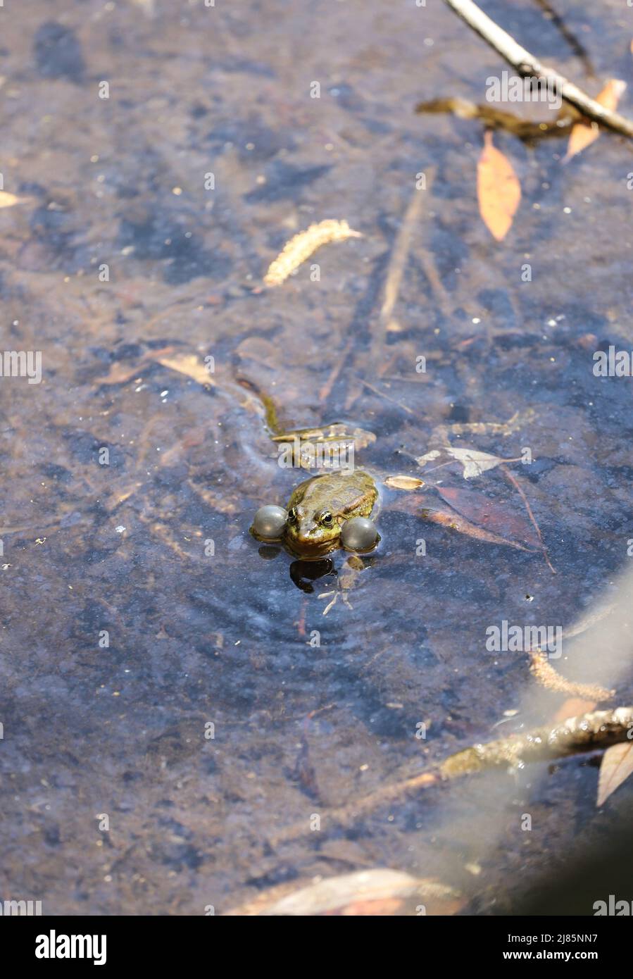 Stagione riproduttiva di rane Foto Stock