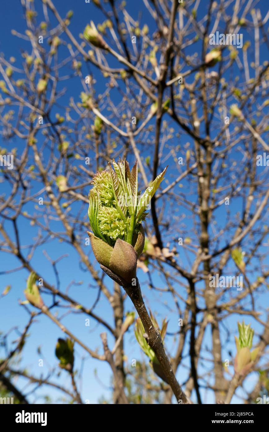 Fraxinus ornus germogli freschi Foto Stock