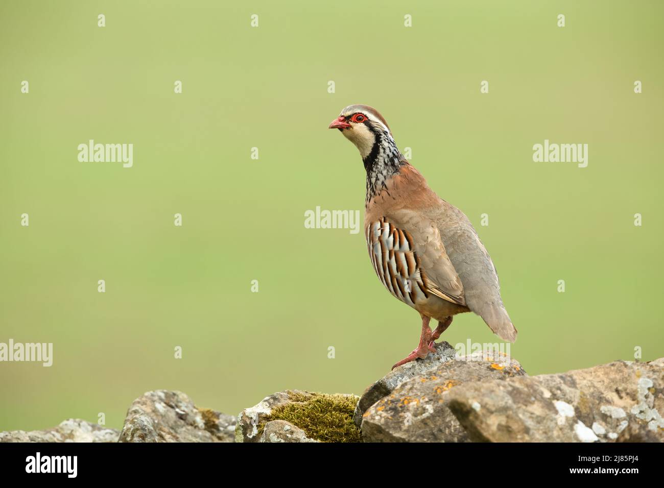 Il primo piano di una pernice a zampe rosse o francesi si trovava su un muro di pietra a secco coperto di lichen e rivolto verso sinistra. Sfondo verde pulito con spazio per la copia. S Foto Stock