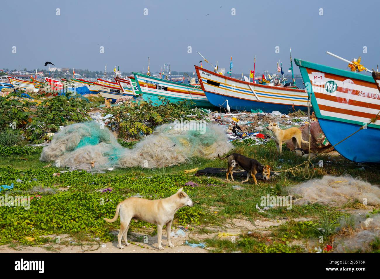 Piccolo gruppo di cani randagi alla ricerca di cibo tra le barche da pesca in barca a vela a Tangassery, Thangassery, Kerala, India. Foto Stock