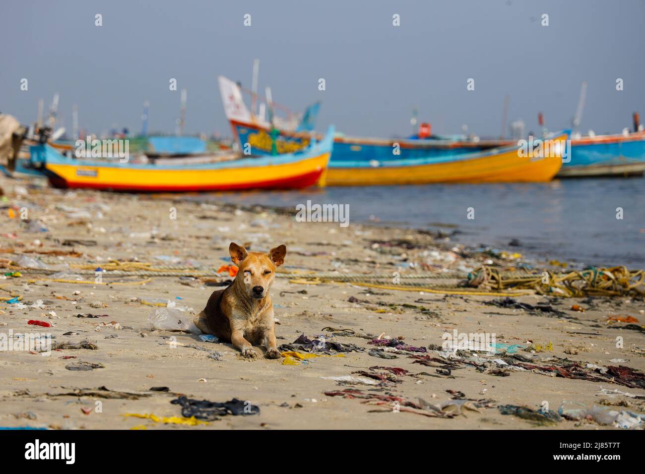 Cane randagio che posa su una spiaggia sporca in Tangassery, Thangassery, Kerala, India. Foto Stock