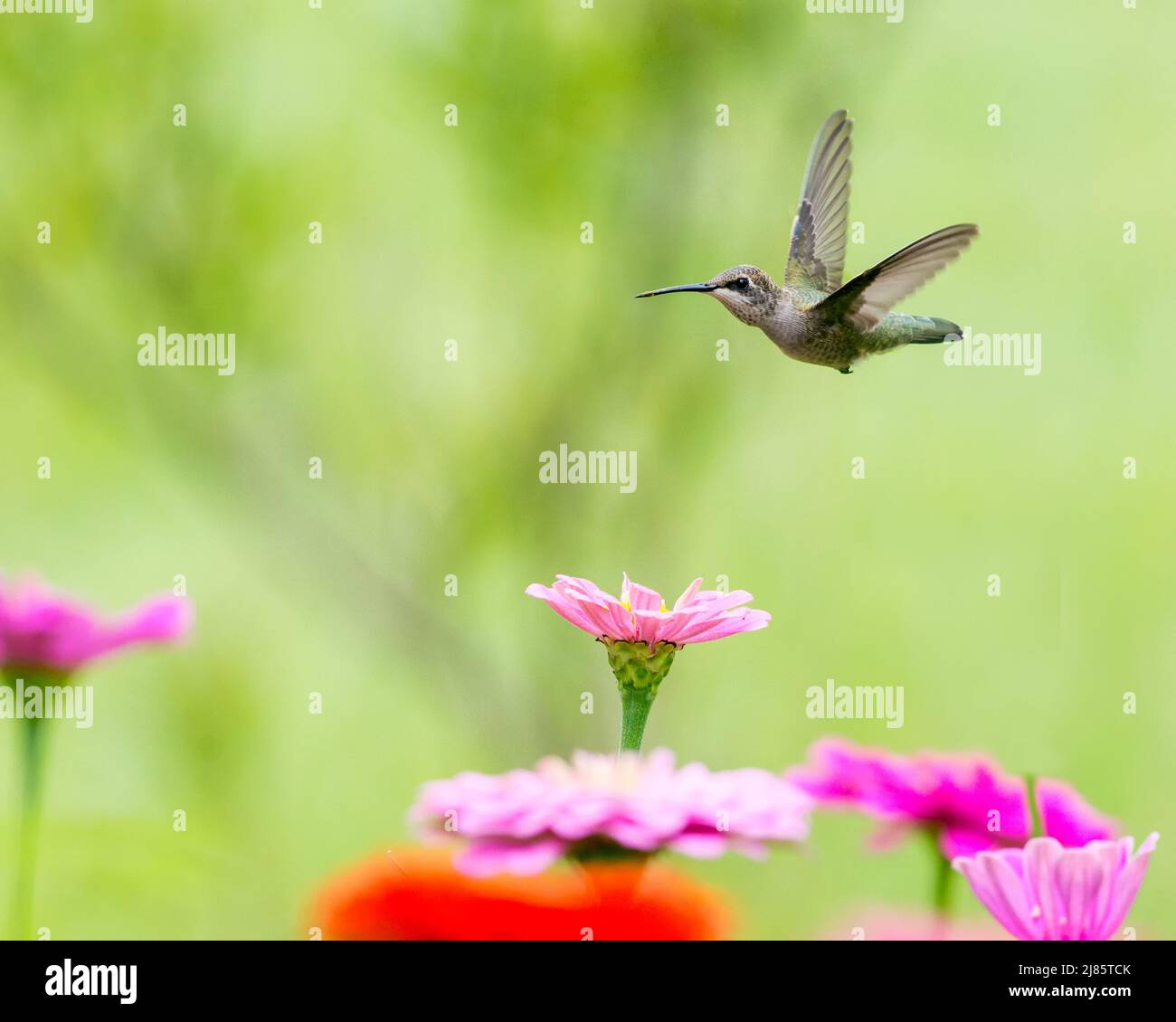 Un singolo colibrì vola attraverso un gruppo di fiori di zinnia. Foto Stock