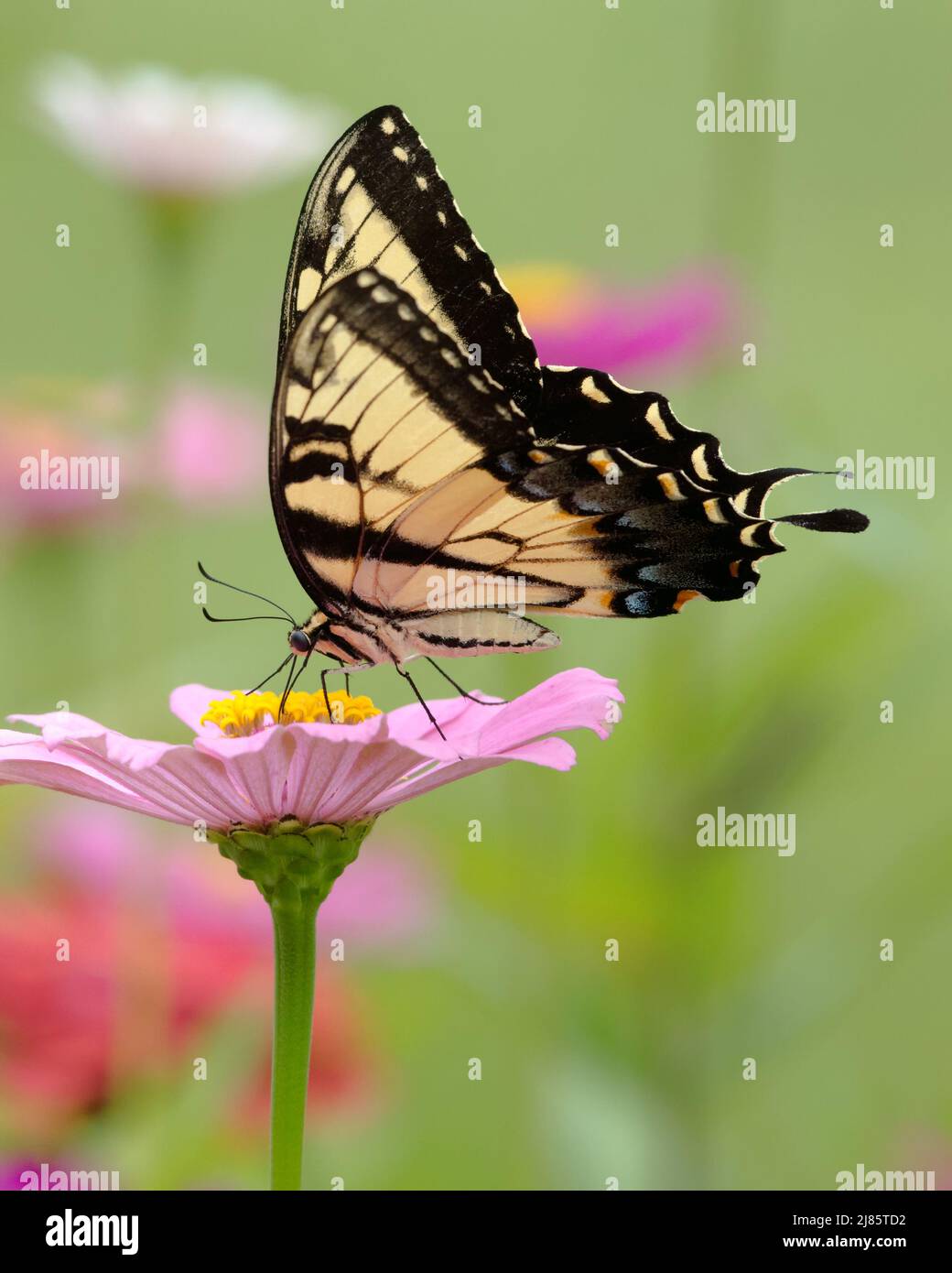 Primo piano di una Tiger Swallowtail Butterfly orientale su un fiore rosa morbido zinnia. Foto Stock