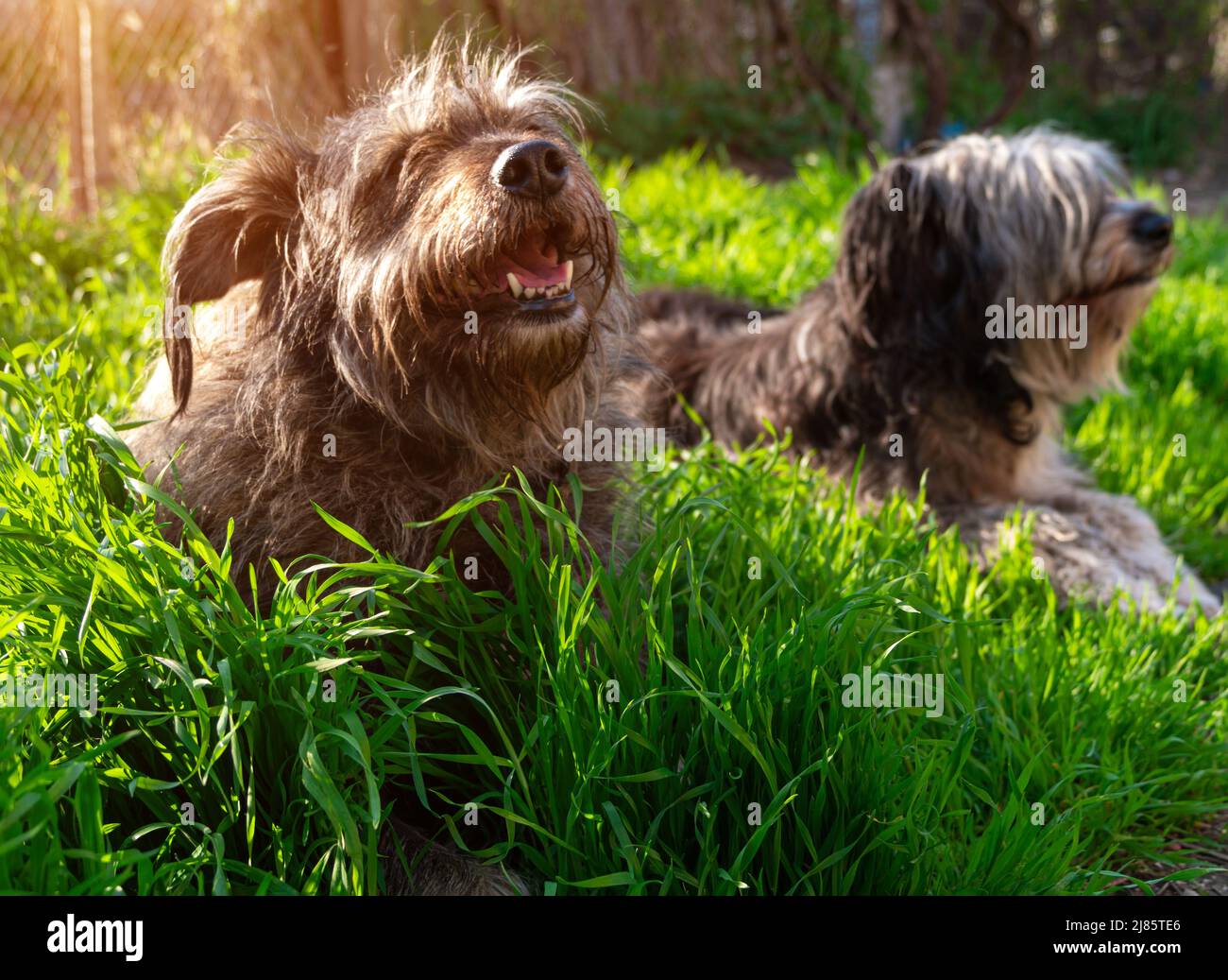 Animali domestici divertenti primavera sfondo. Polacca Lowland Sheepdog seduto su erba verde che mostra la lingua rosa. Carino grande bianco nero soffice lana lunga spessa-c Foto Stock