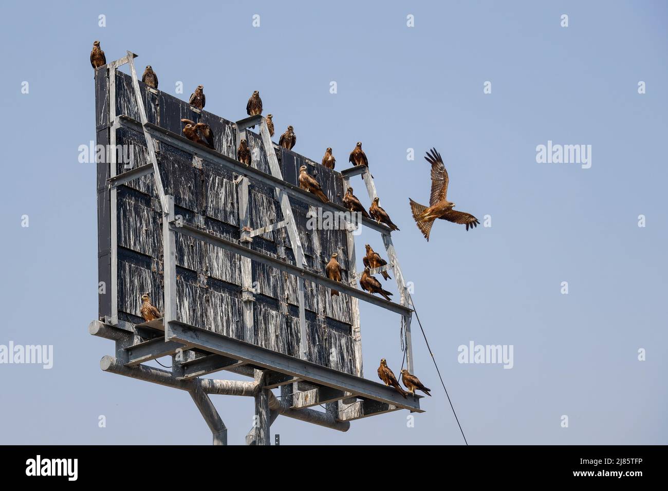 Grande gruppo di aquiloni neri seduti sul telaio di un grande cartellone a Tangassery, Thangassery, Kerala, India. Foto Stock