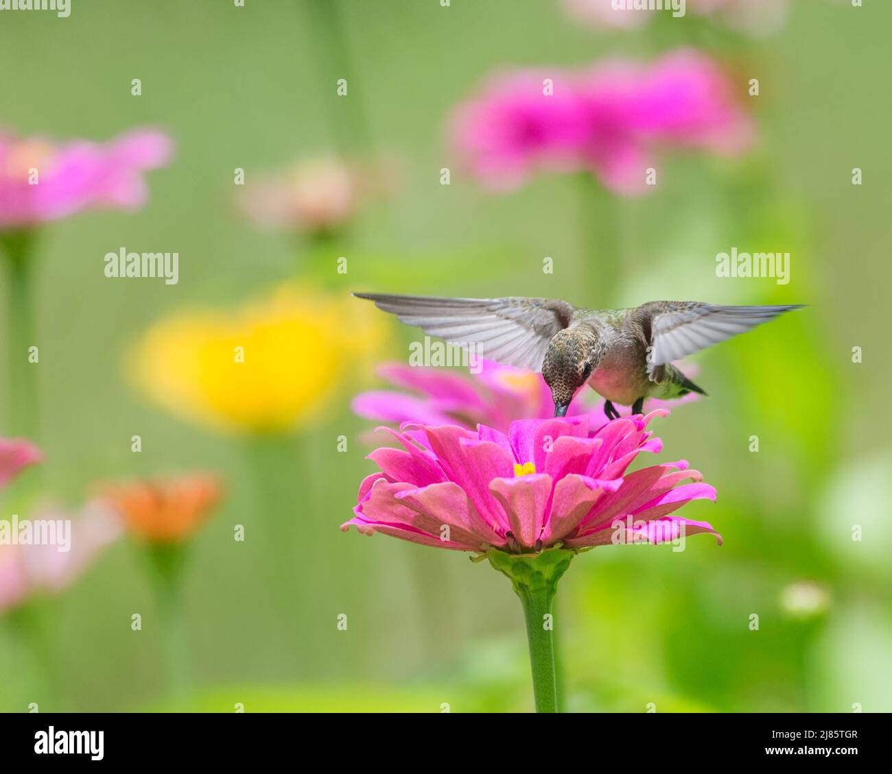 Primo piano sul colibrì che si nuoccia in profondità in un fiore di zinnia rosa. Foto Stock