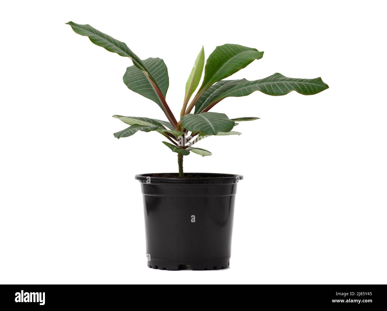 Euphorbia leuconeura in vaso nero isolato Foto Stock
