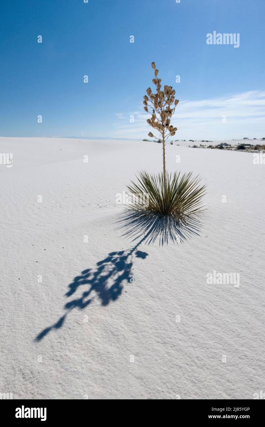 Dune di sabbia con Soapree Yucca White Sands NM USA; foglie usate dagli Amerindi per fare sandali, stoffe e corde. Foto Stock