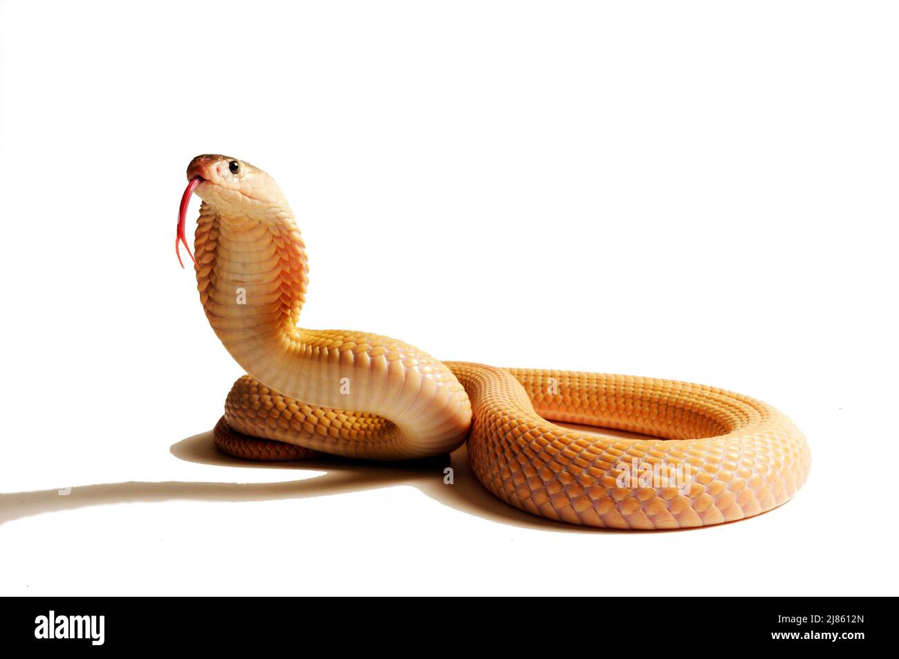 Cobra monocled 'sorphan' su sfondo bianco Foto Stock