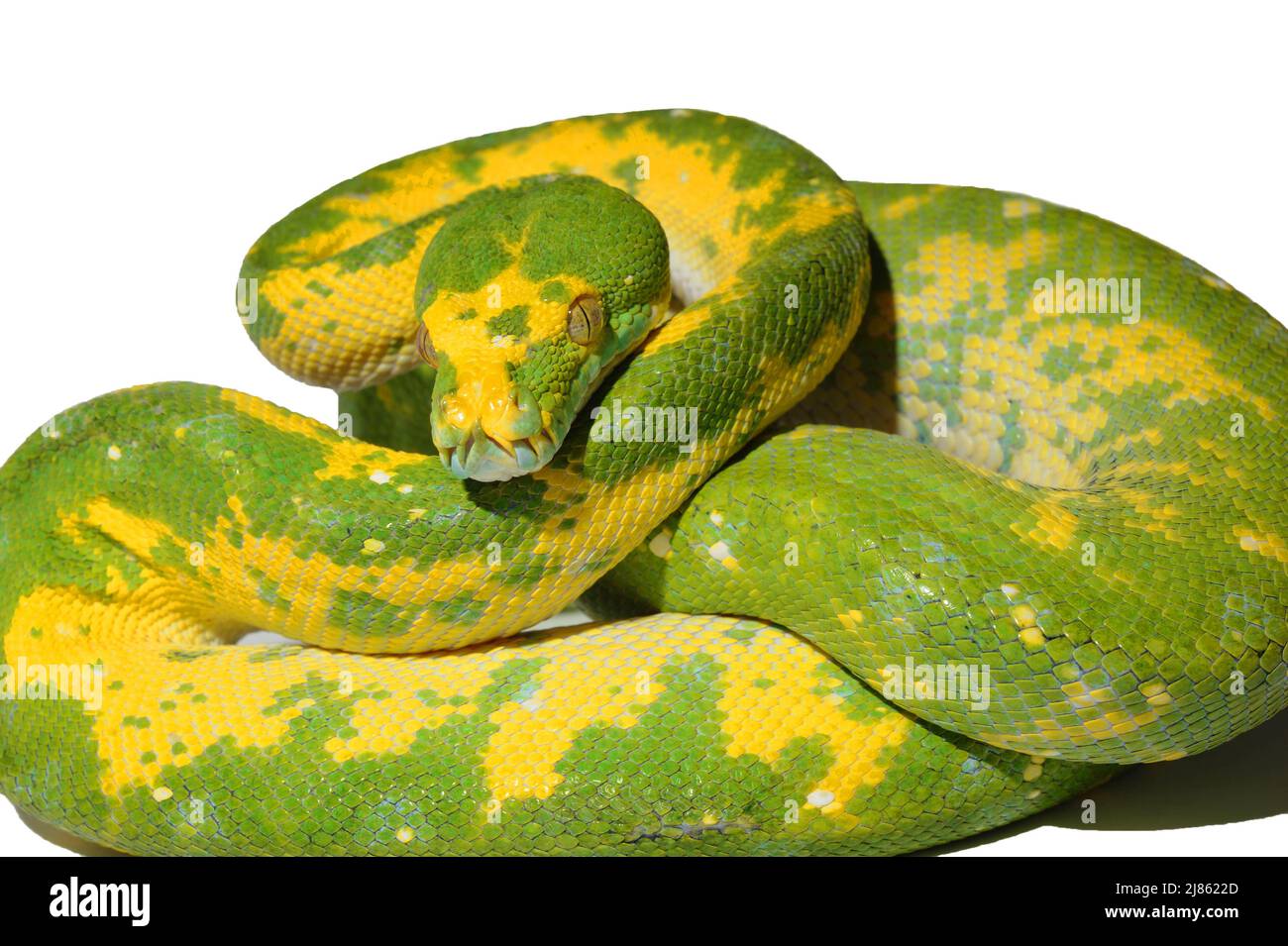 Green Tree Python in studio ; nativo della Nuova Guinea, N. Australia Foto Stock