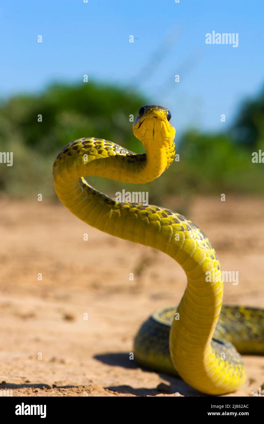 Green Racer nel Kaa-Lia NP Bolivia Foto Stock