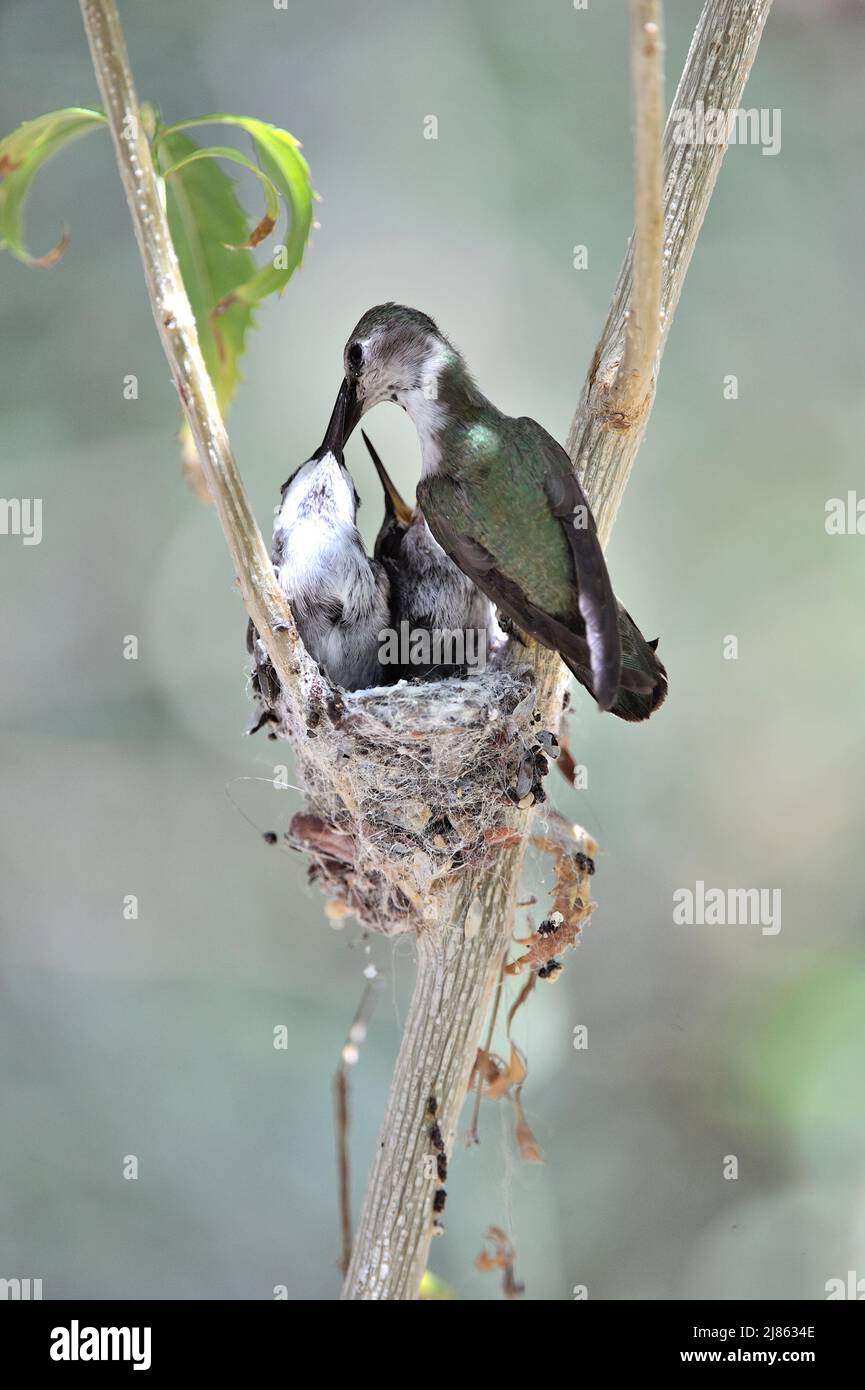Anna Hummingbird che alimenta il pulcino al nido Arizona Stati Uniti Foto Stock