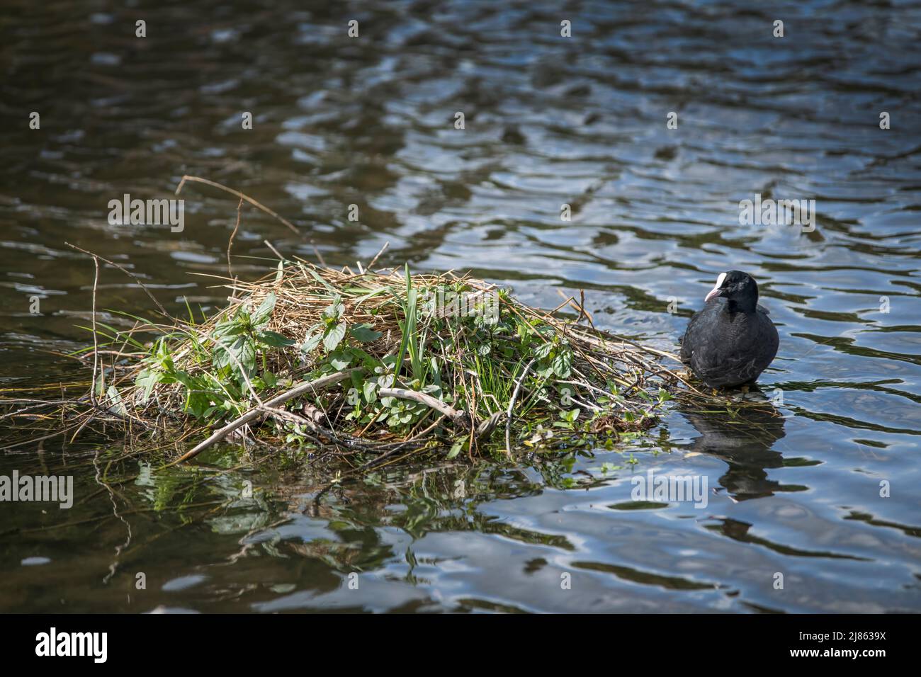 Il nido di nuova costruzione è costruito in acque poco profonde dalla vegetazione solitamente nel riparo della vegetazione o su alberi sospesi bassi Foto Stock