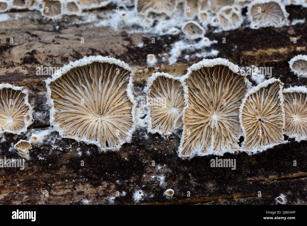 Schizophyllum comune, Spalato Gill Fungus, funghi o Spalato Gill funghi che crescono su Rotten Tree Trunk Foto Stock