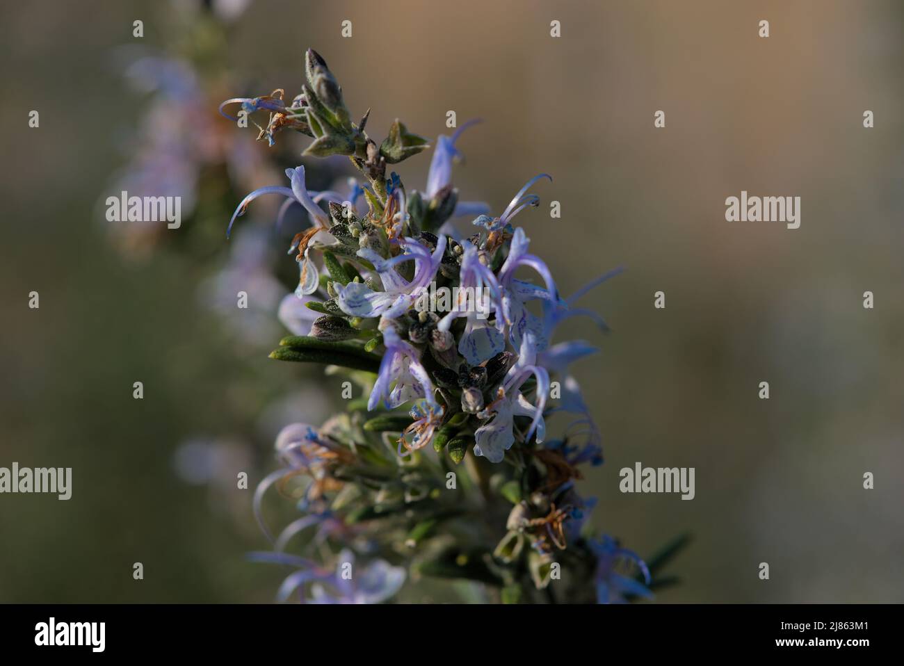 cima di fiori di rosmarino blu (rosmarinus officinalis) da vicino Foto Stock