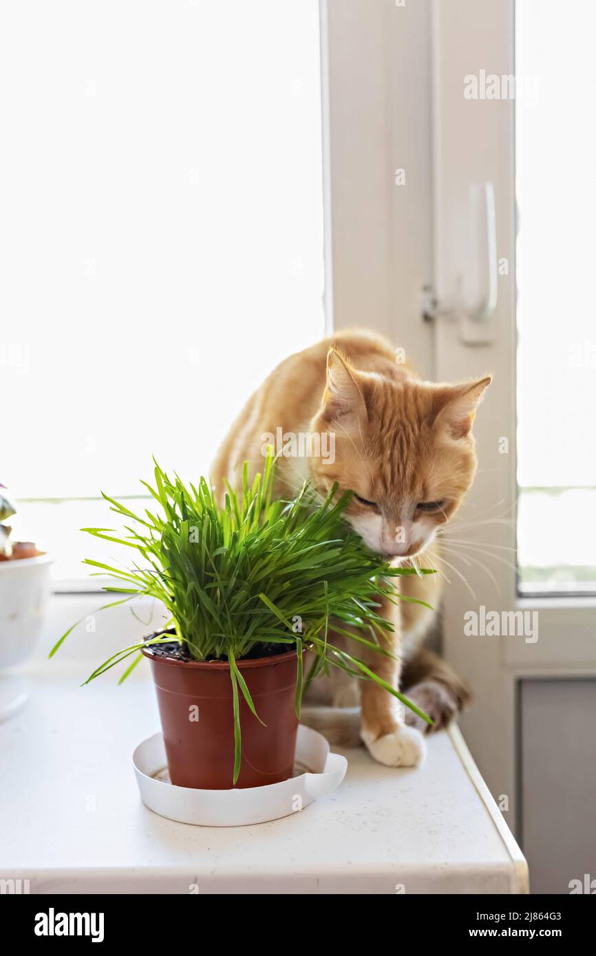 Un gatto rosso mangia erba verde erba succosa verde per i gatti, avena germogliata sono utili per i gatti Foto Stock