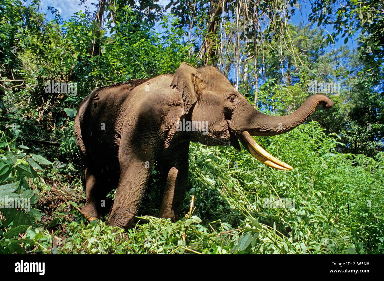 Sumatran Elephant nella foresta - Sumatra Foto Stock