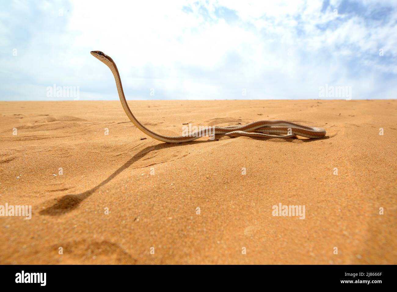Pista di sabbia di Schokari nel deserto - Marocco Sud Foto Stock