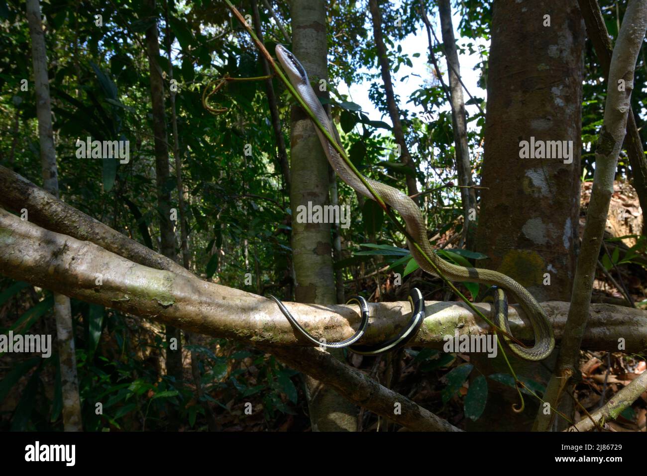 Serpente di ratto Cave-dweller su un ramo - Malesia Foto Stock