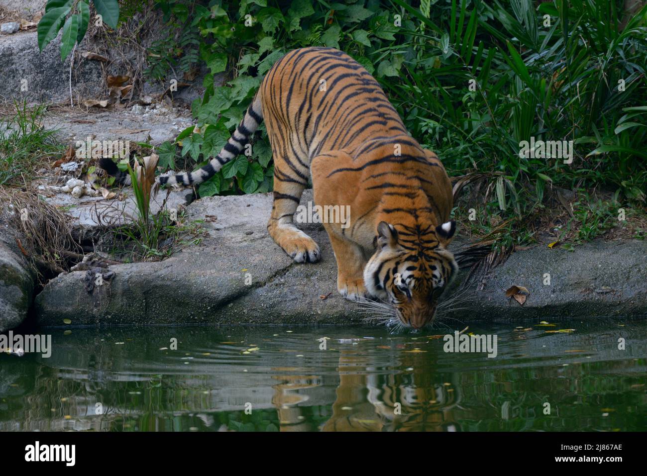 Malese Tiger bere in banca - Malesia ; c'è ancora circa 500 in natura. Foto Stock