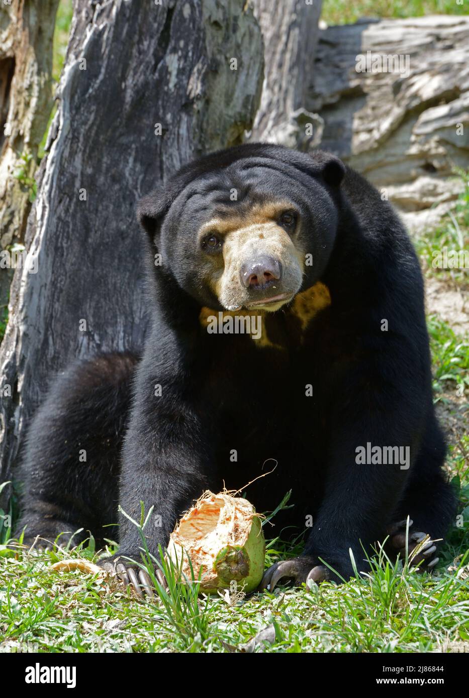 Sun Bear mangiare una noce di cocco - Malesia Foto Stock