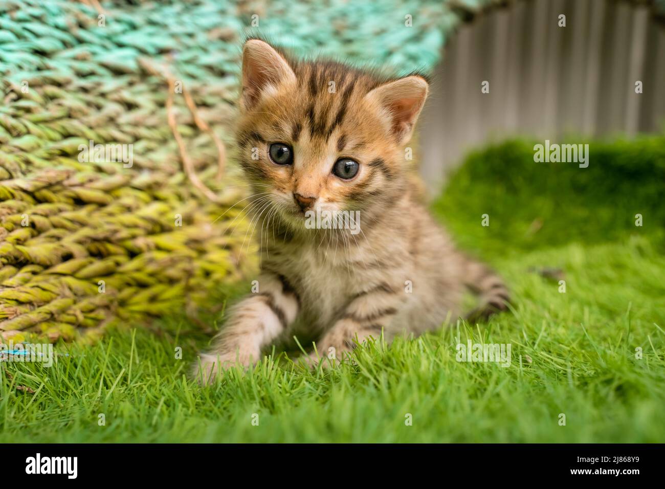 Bengala gattino su erba verde. Un gattino spotted carino all'aperto nell'erba. Avventura estiva. Il gattino ha 2 settimane Foto Stock