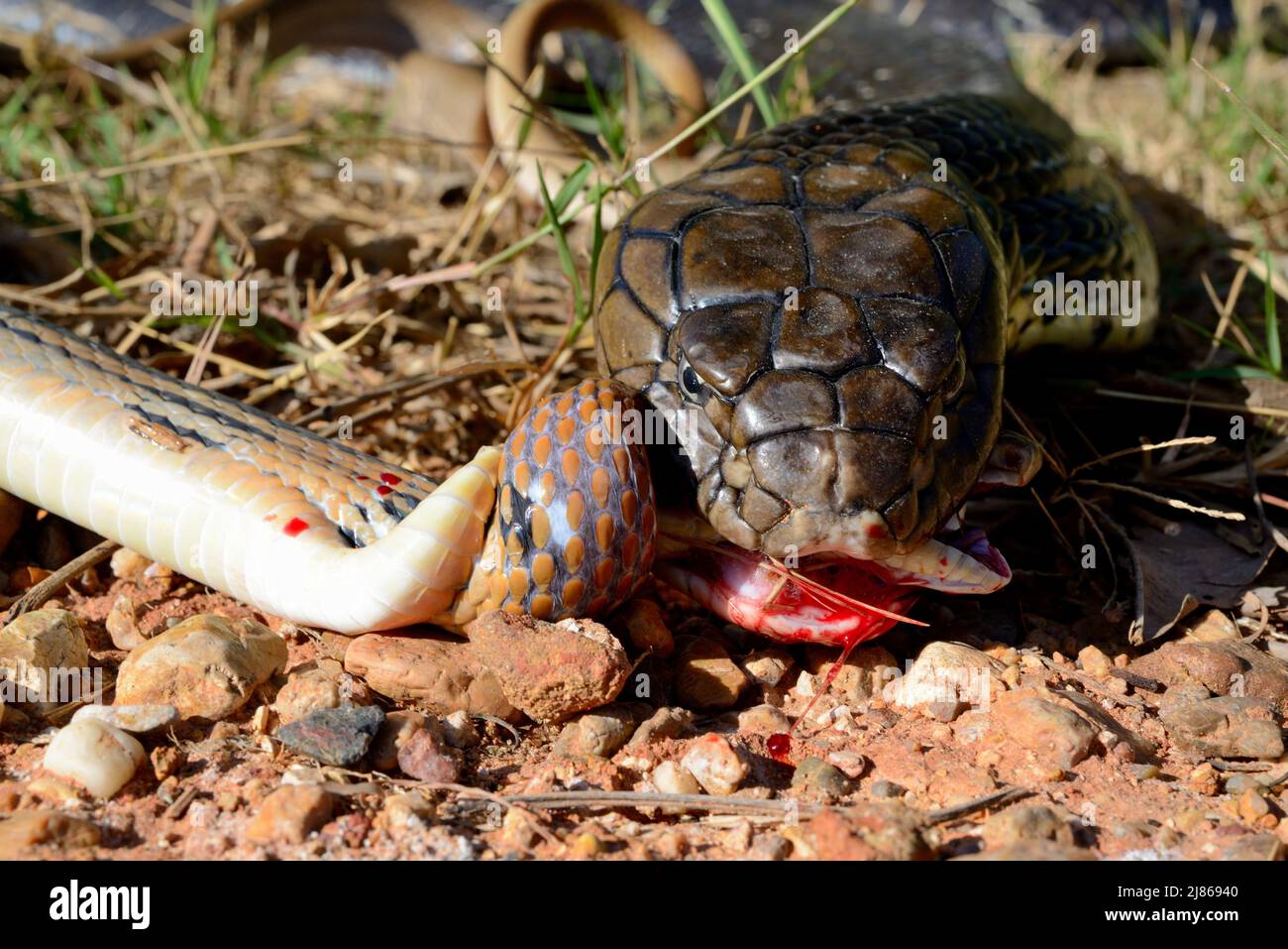 Re cobra (Ophiophagus hannah) ingestione di un serpente. Thailandia Foto Stock
