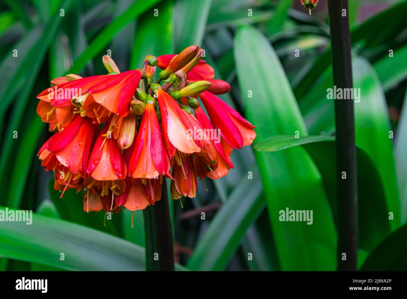 clivia fiori di cyrtanthiflora fiorire, con foglie verde sfondo Foto Stock