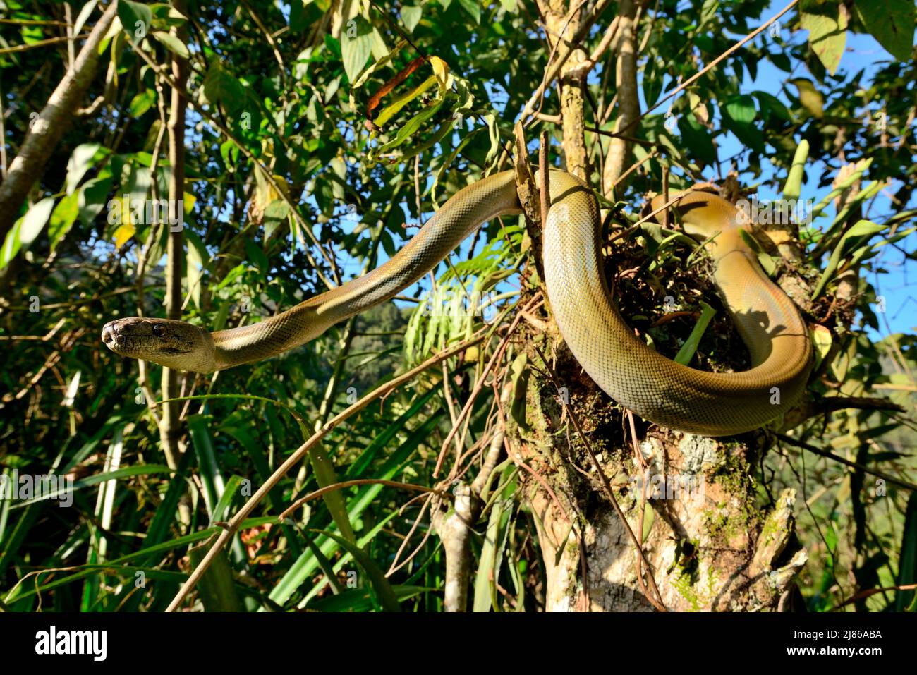 Python di olive papuan (Apodora papuana) in un albero, Irian Jaya e Papua-Nuova Guinea Foto Stock