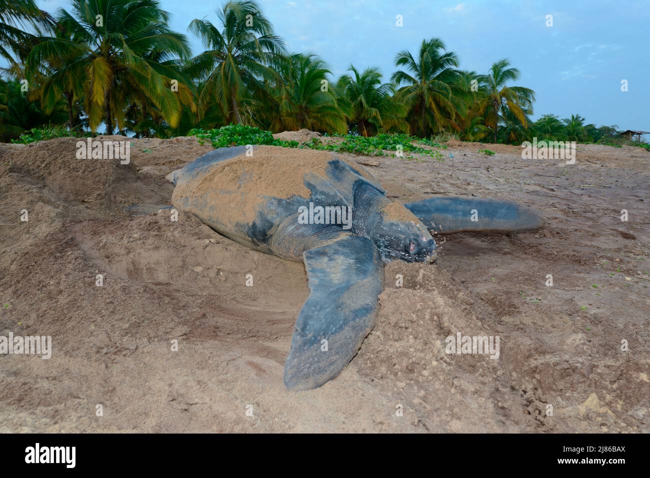 Tartaruga di leaterback (Dermochelys coriacea) adagiato su una spiaggia, Guiana francese Foto Stock