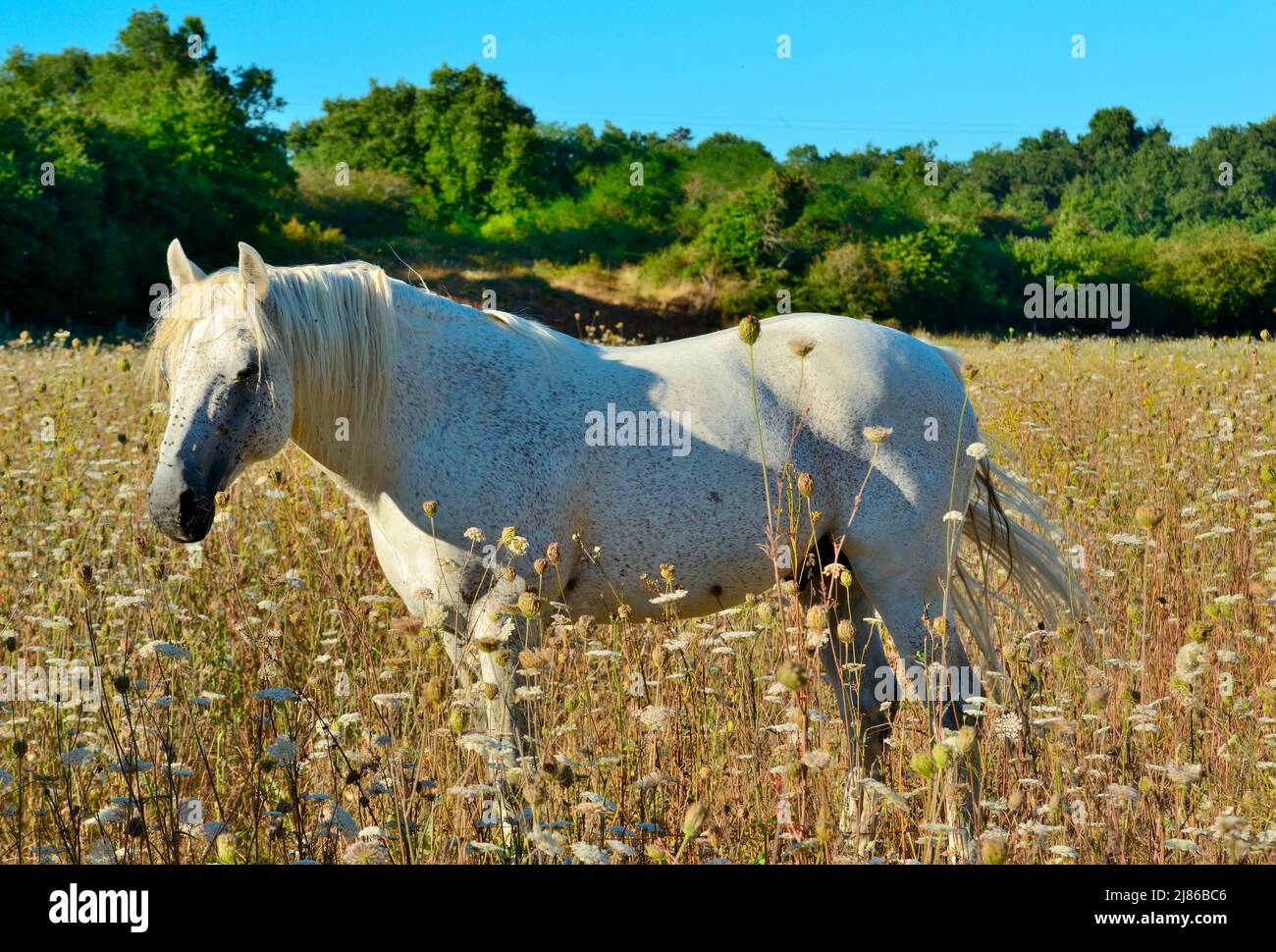 Pony di Conneaba (Equus caballus). Dall'Irlanda Foto Stock