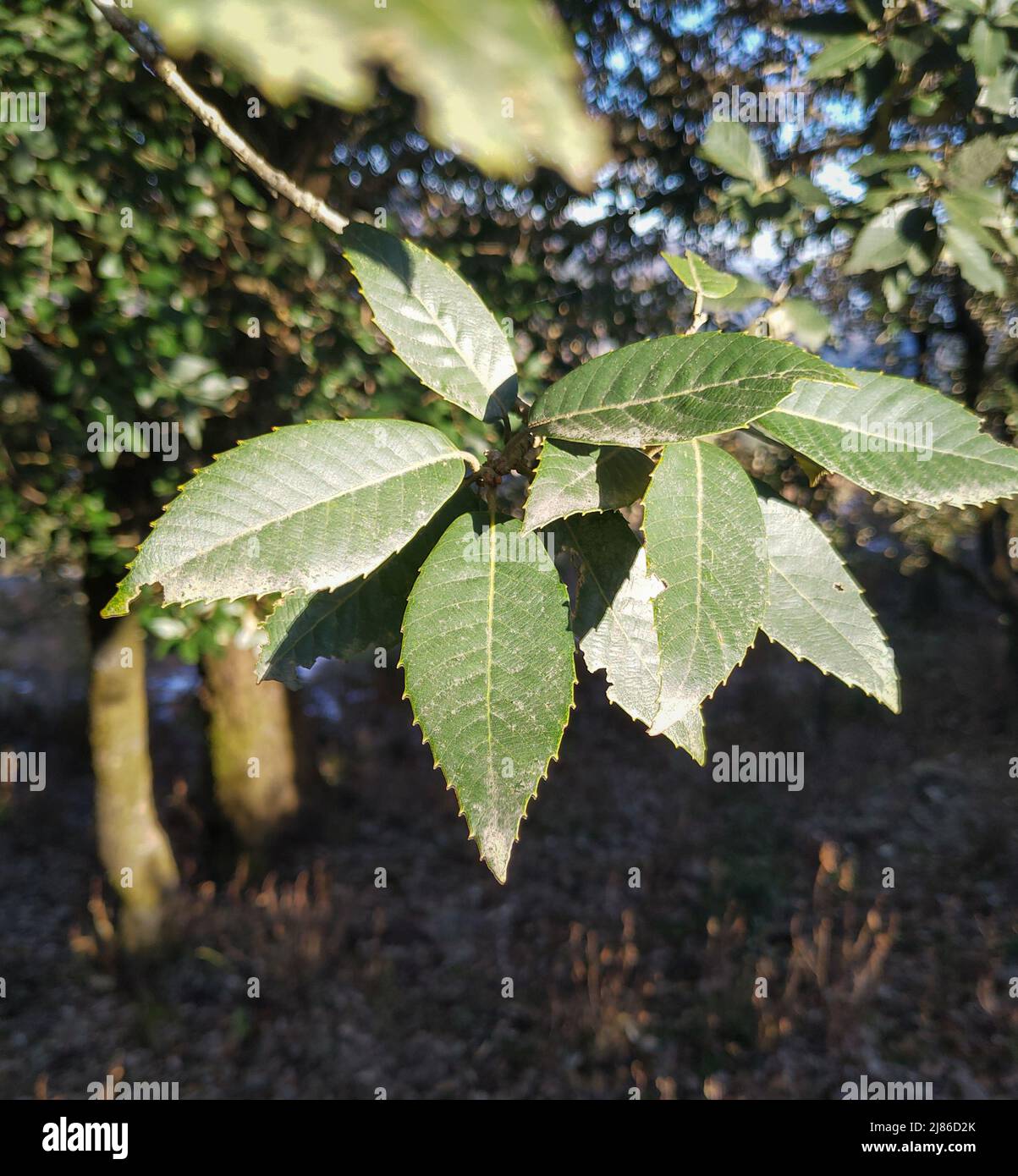 Un primo colpo di Betula utilis foglie, la betulla himalayana, è un albero deciduo originario dell'Himalaya occidentale, che cresce a quota fino a 4.500 m. Foto Stock