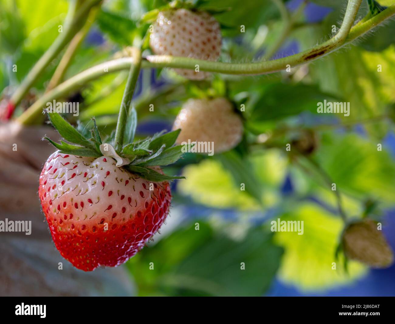 Le fragole fresche non sono state raccolte da una pianta di fragole Foto Stock