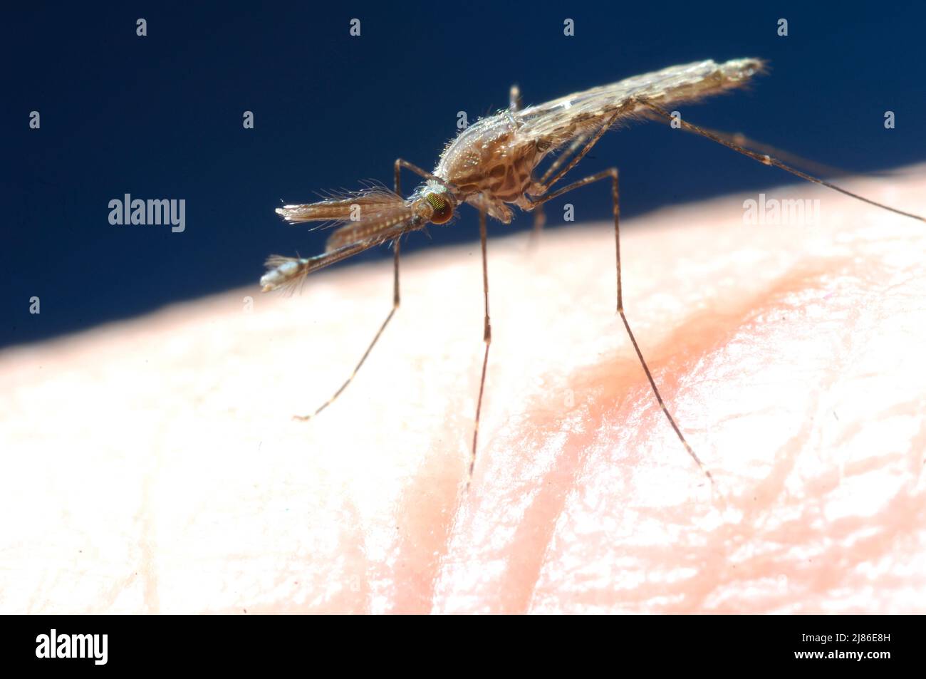 Anopheles zanzara mangiare sangue sulla pelle umana Foto Stock