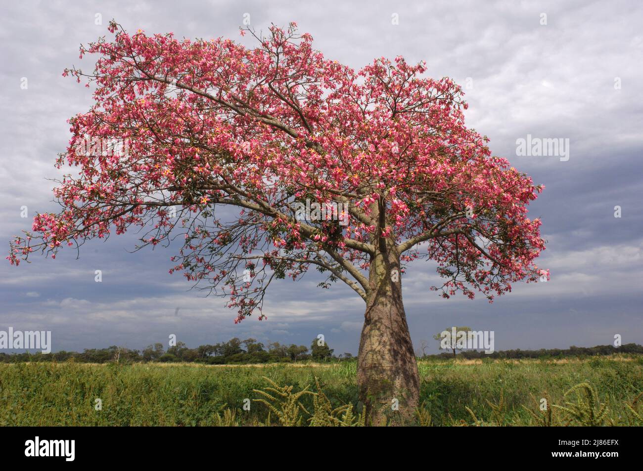 FLOSS albero di seta Gran Chaco Bolivia Foto Stock