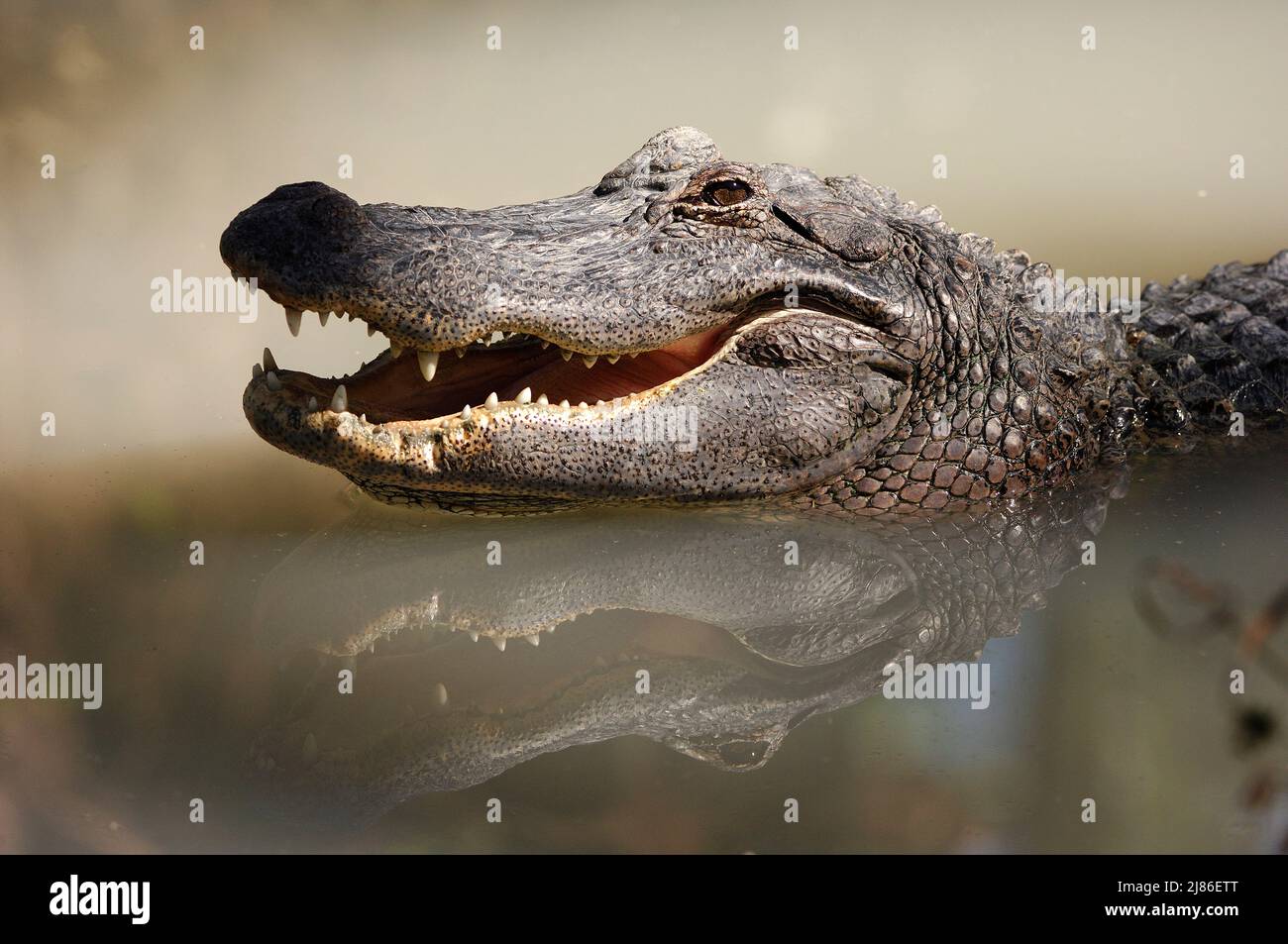La testa degli alligatori americani sbadigia il Texas Foto Stock