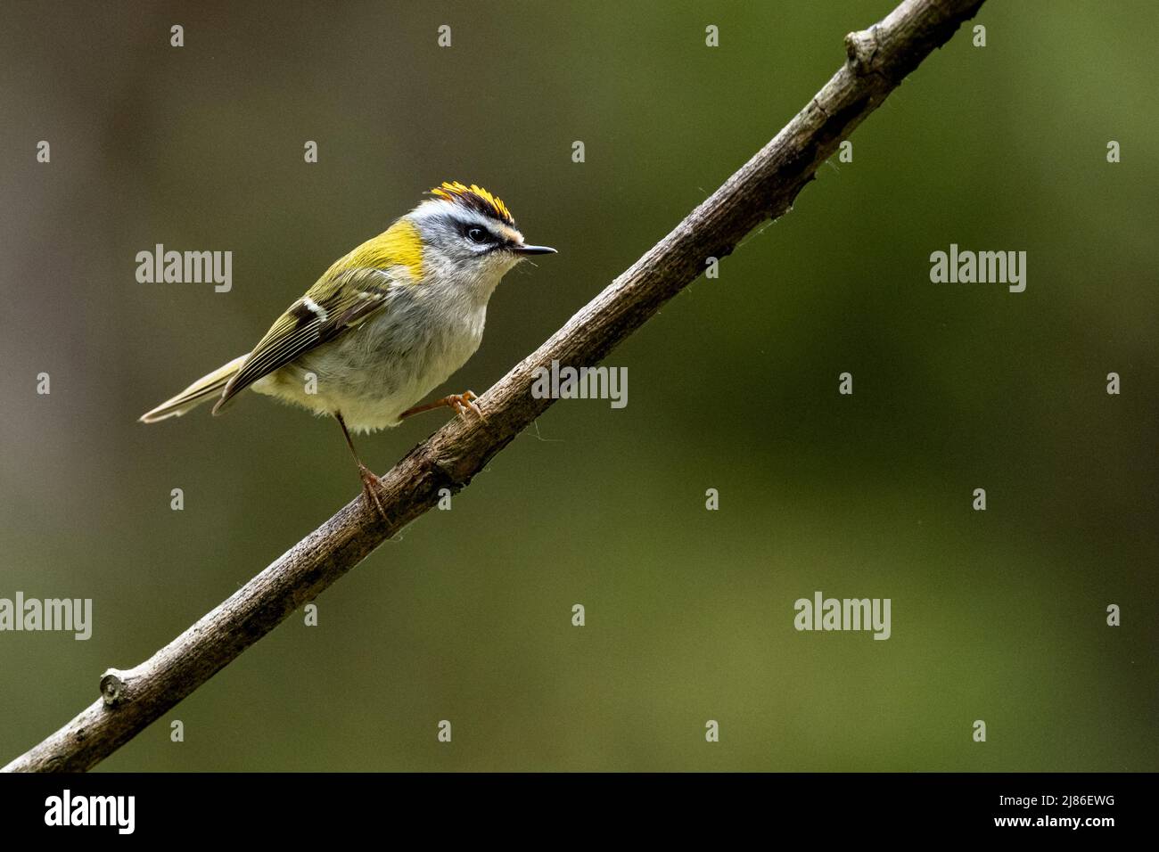 Un uccello che canta dal ramo. Natura con l'area dello spazio di copia. Comune Firecrest, Regulus ignicapilla. Foto Stock