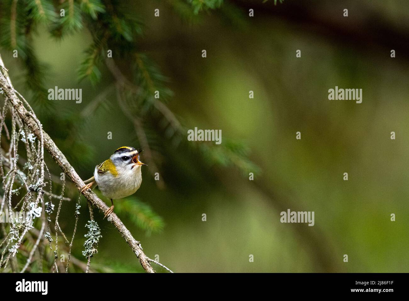 Un uccello che canta dal ramo. Natura con l'area dello spazio di copia. Comune Firecrest, Regulus ignicapilla. Foto Stock