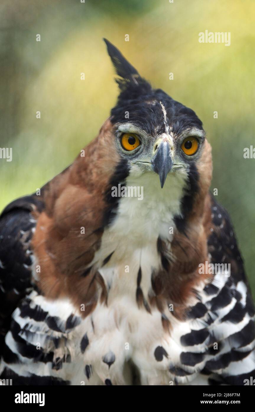 Ritratto di Hawk-Eagle ornato Guiana francese Foto Stock