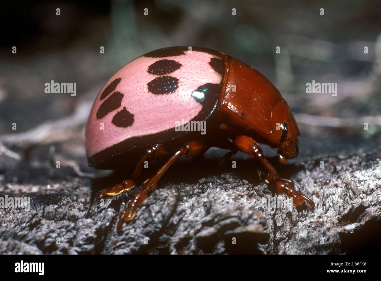 Ladybird rosa che va su un ramo della Guiana francese Foto Stock