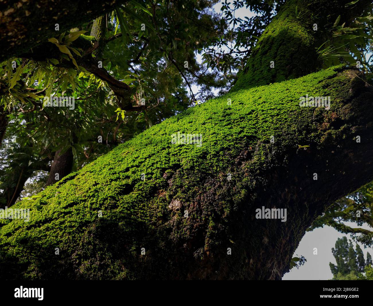 Un grande tronco di albero coperto di muschio verde in uttarakhand India. Foto Stock
