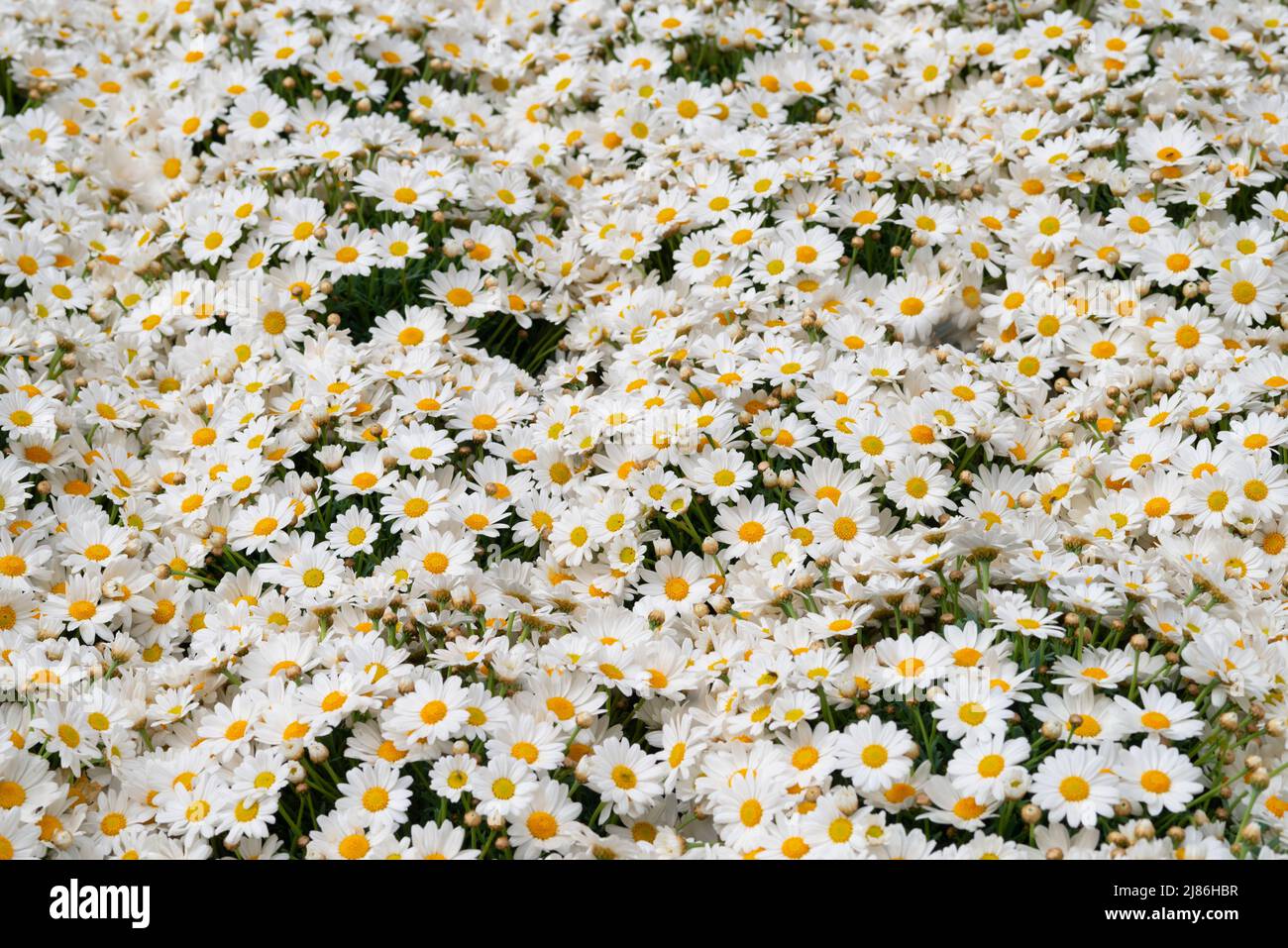 Mazzi di Daisy bianca in vendita sul mercato Foto Stock