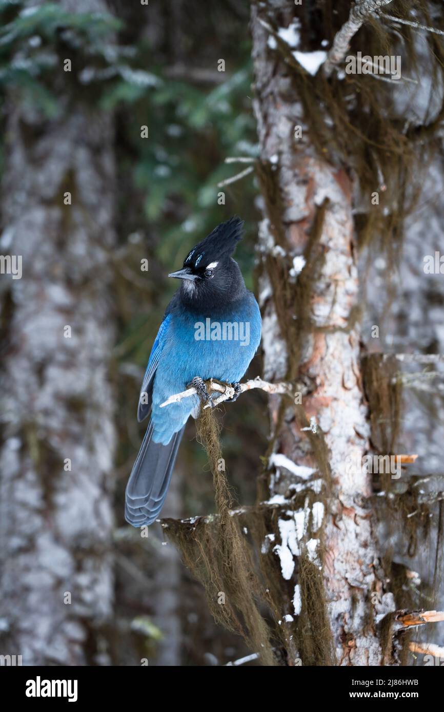 Uno Steller Jay si trova su un ramo di un albero che chiede cibo al lago Rawson nel Kananaskis Provincial Park Alberta. Foto Stock